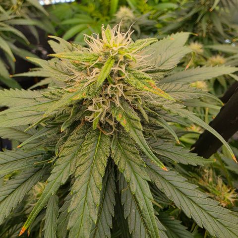 Loud Love growlog timeline photo