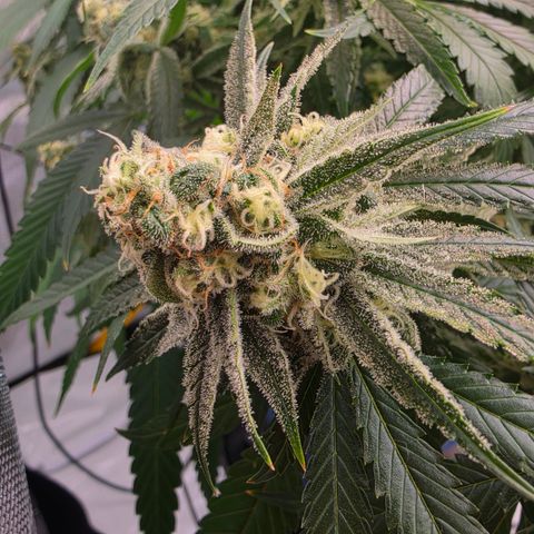 Frost Advisory  growlog photo: Day 41