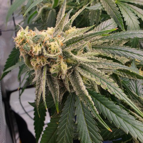 Frost Advisory  growlog photo: Day 41