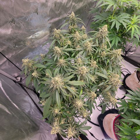 Frost Advisory  growlog photo: Day 41