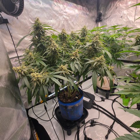 Frost Advisory  growlog photo: Day 41