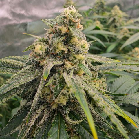 Frost Advisory  growlog timeline photo