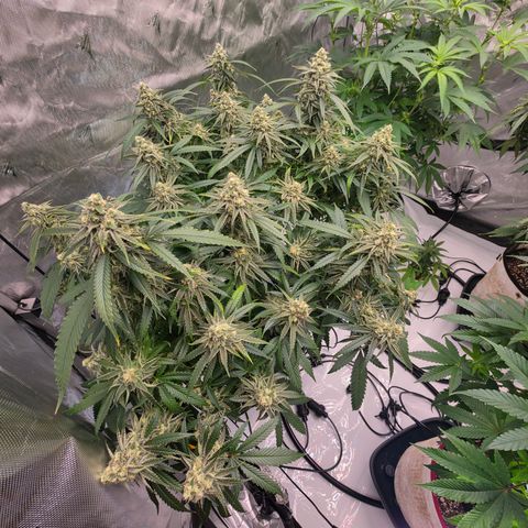 Frost Advisory  growlog photo: Day 41