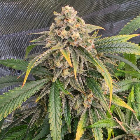 Frost Advisory  growlog timeline photo