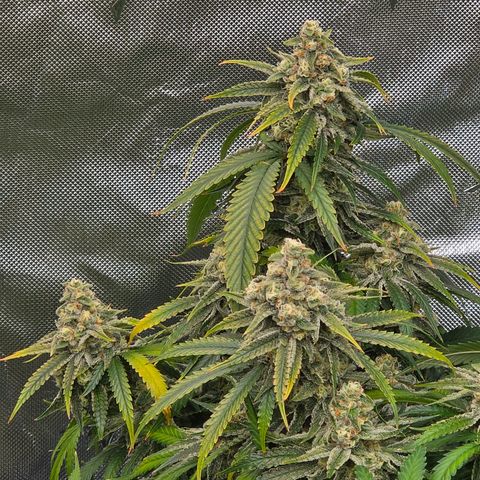 Frost Advisory  growlog timeline photo