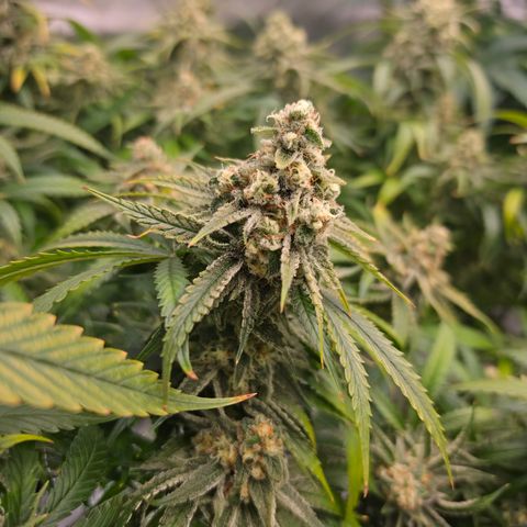 Frost Advisory  growlog timeline photo