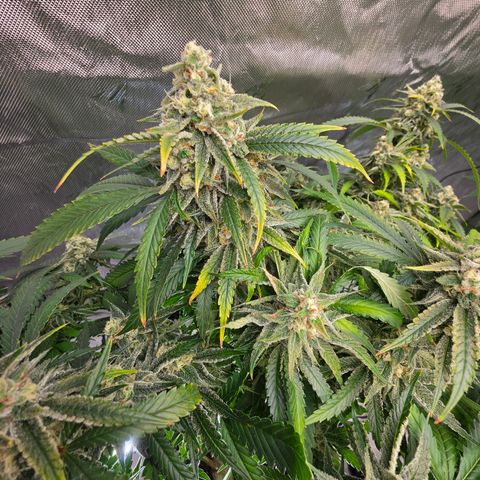 Frost Advisory  growlog timeline photo