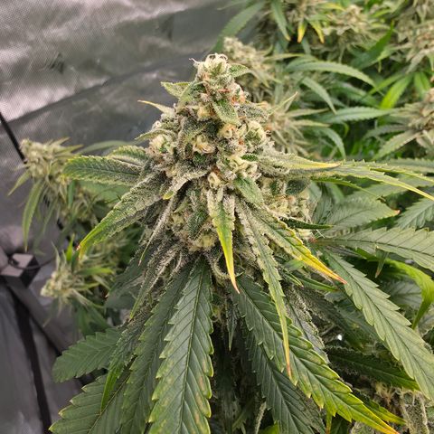 Frost Advisory  growlog timeline photo
