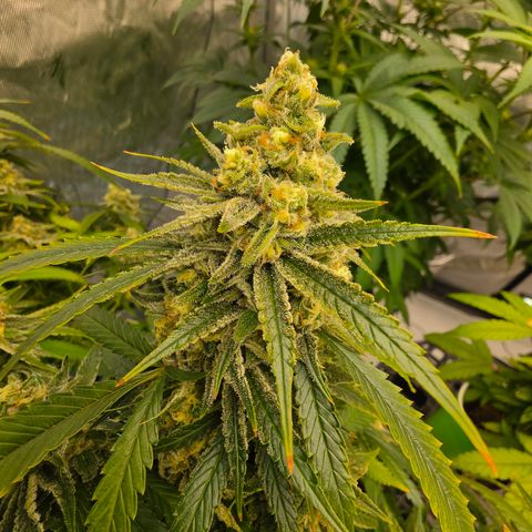 Frost Advisory  growlog timeline photo