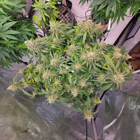 Frost Advisory  growlog timeline photo