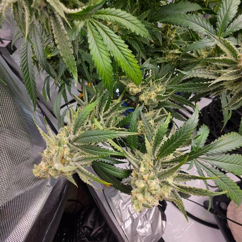 Frost Advisory  growlog timeline photo