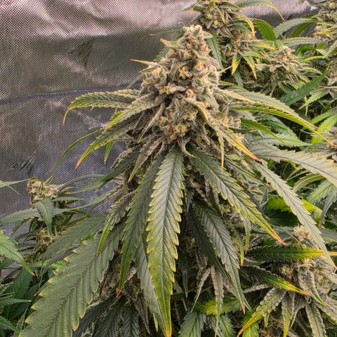 Frost Advisory  growlog timeline photo