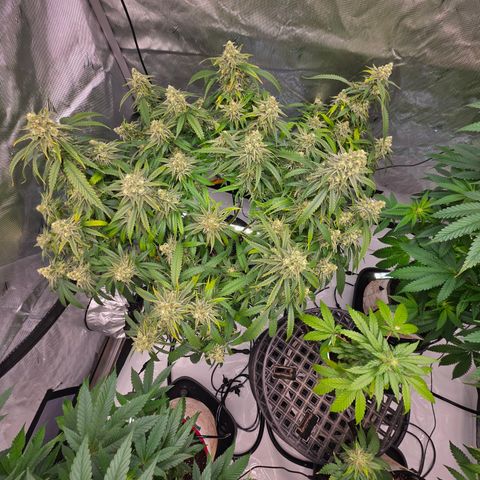 Frost Advisory  growlog timeline photo