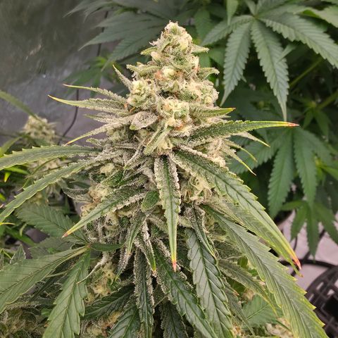 Frost Advisory  growlog timeline photo