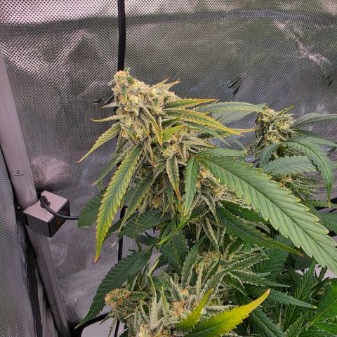 Frost Advisory  growlog timeline photo