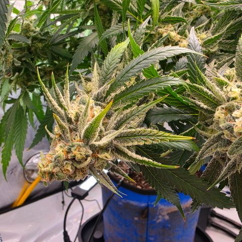 Frost Advisory  growlog timeline photo