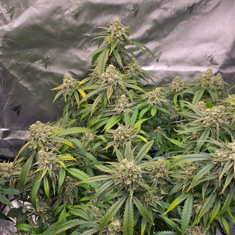 Frost Advisory  growlog timeline photo