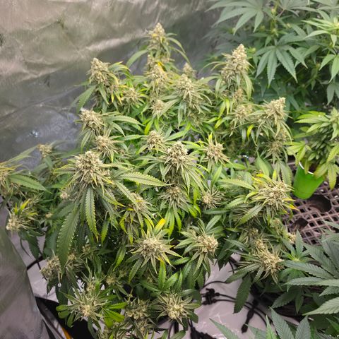 Frost Advisory  growlog timeline photo