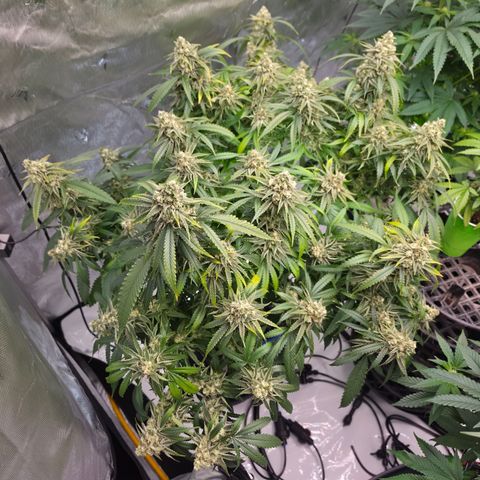Frost Advisory  growlog timeline photo
