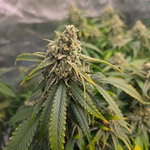 Frost Advisory  growlog timeline photo