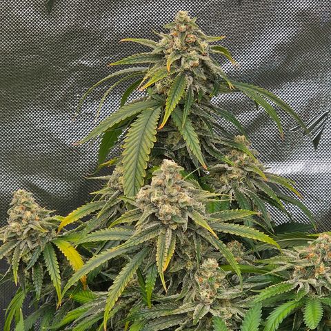 Frost Advisory  growlog timeline photo