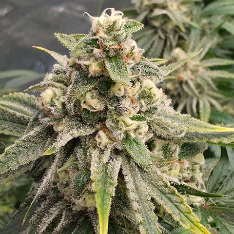 Frost Advisory  growlog timeline photo