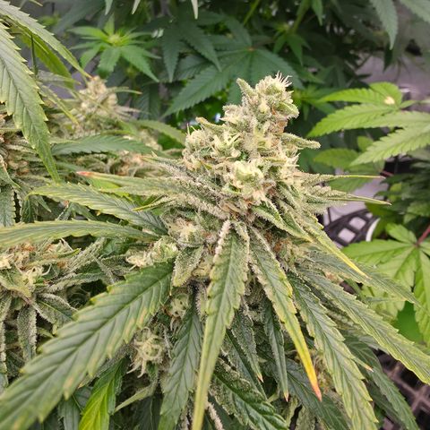 Frost Advisory  growlog timeline photo