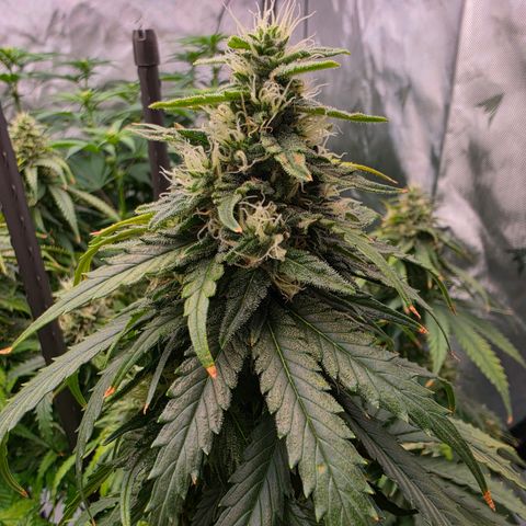 Loud Love growlog timeline photo
