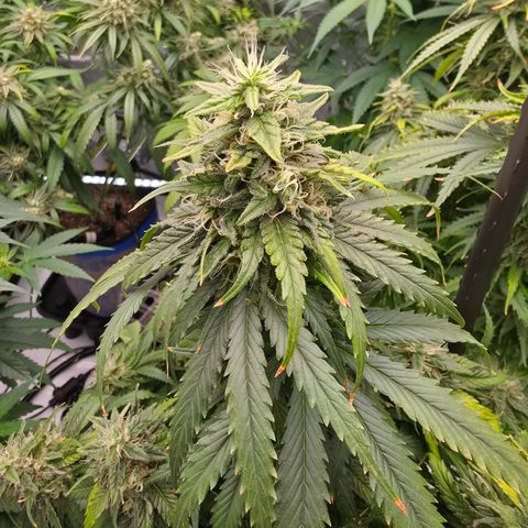 Loud Love growlog timeline photo