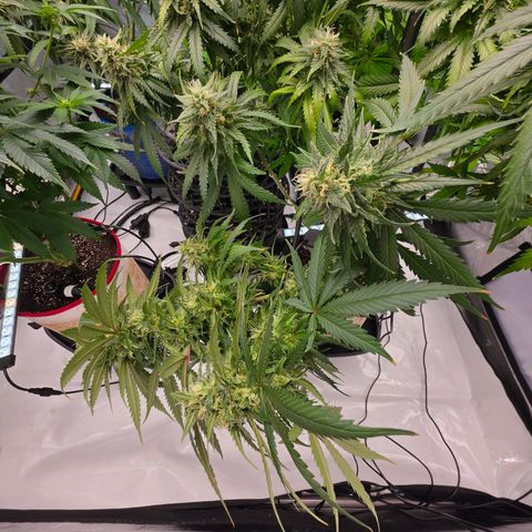 Loud Love growlog timeline photo