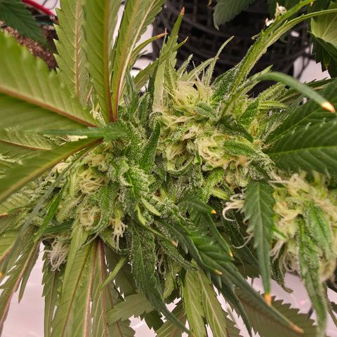 Loud Love growlog timeline photo