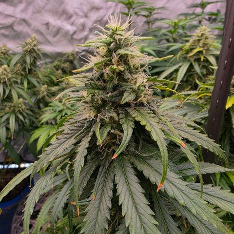 Loud Love growlog timeline photo