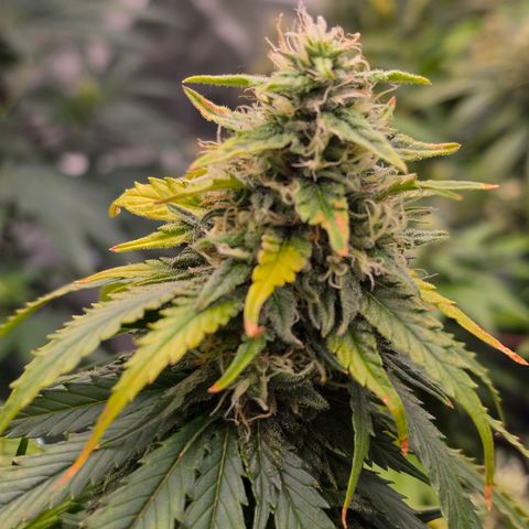 Loud Love growlog timeline photo
