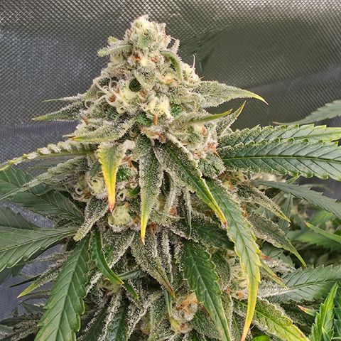 Frost Advisory  growlog timeline photo