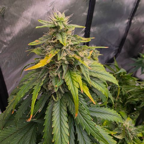 Loud Love growlog timeline photo