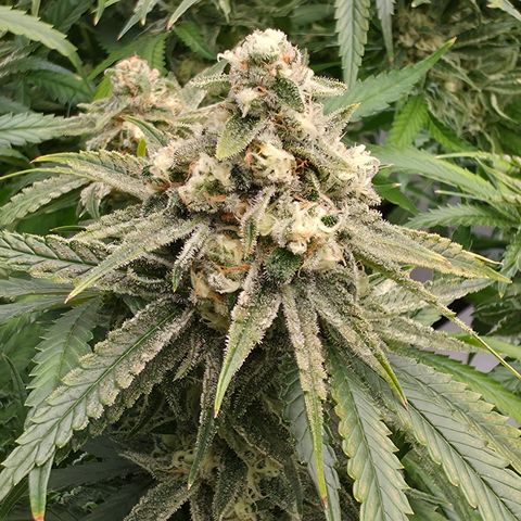 Frost Advisory  growlog timeline photo