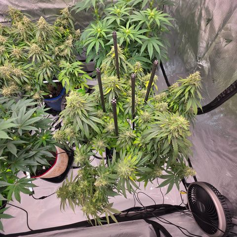 Loud Love growlog timeline photo