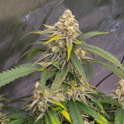 Frost Advisory  growlog timeline photo