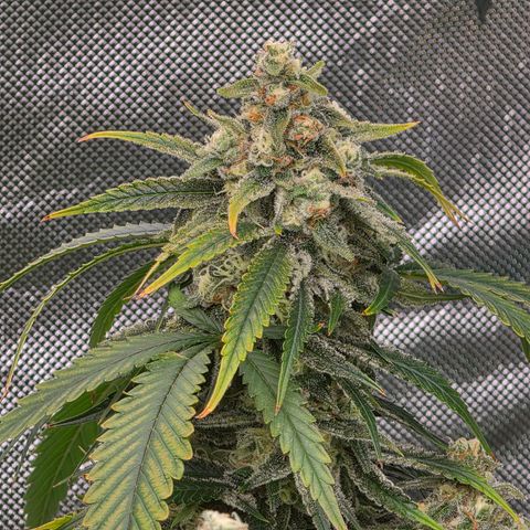 Frost Advisory  growlog timeline photo