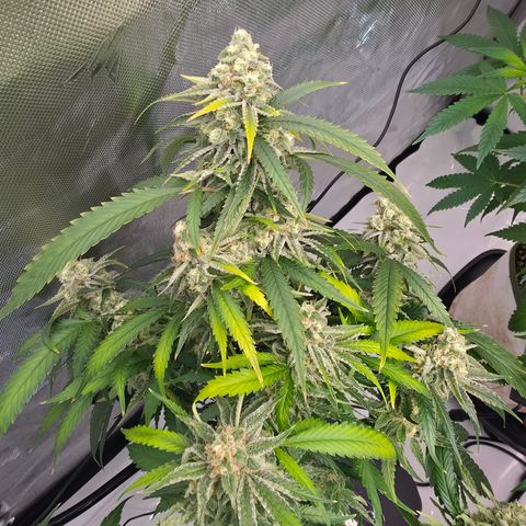 Frost Advisory  growlog timeline photo