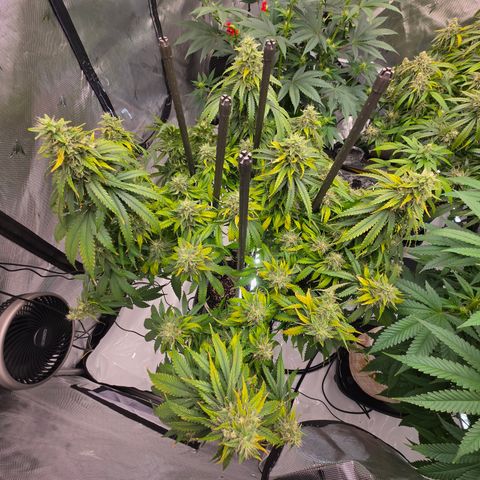 Loud Love growlog timeline photo