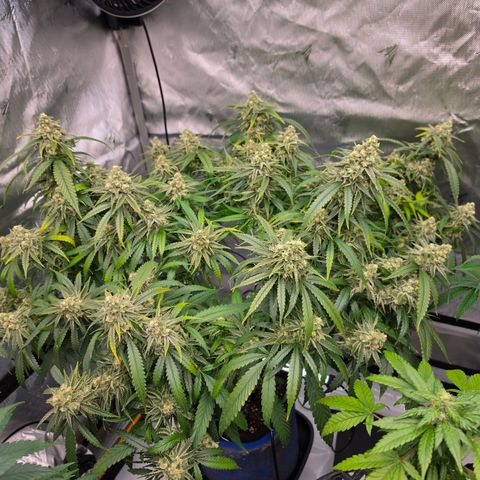 Frost Advisory  growlog timeline photo