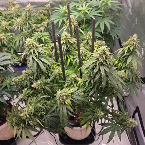 Loud Love growlog timeline photo