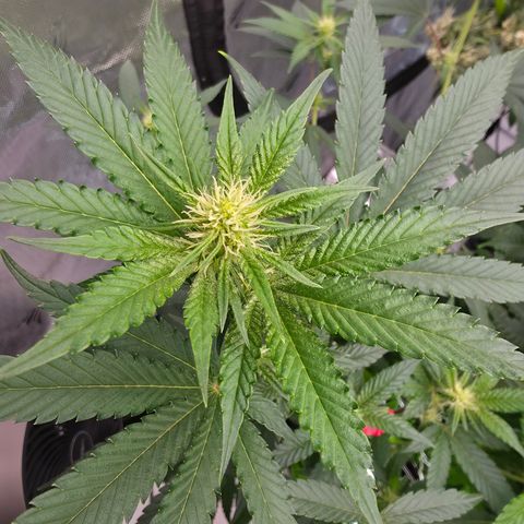 Cherry Vanilla Skunk growlog timeline photo