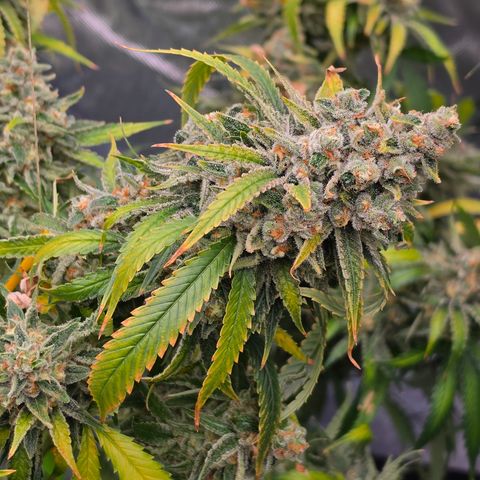Frost Advisory  growlog timeline photo