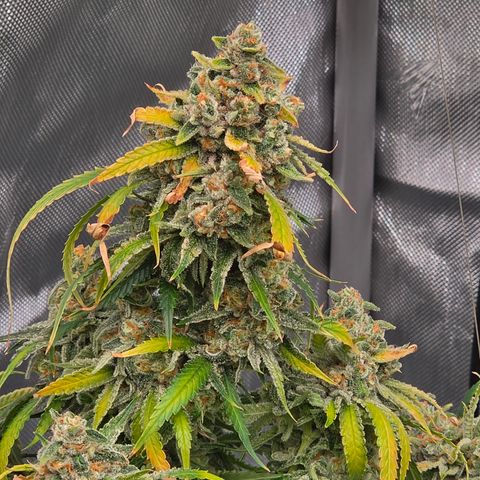 Frost Advisory  growlog timeline photo