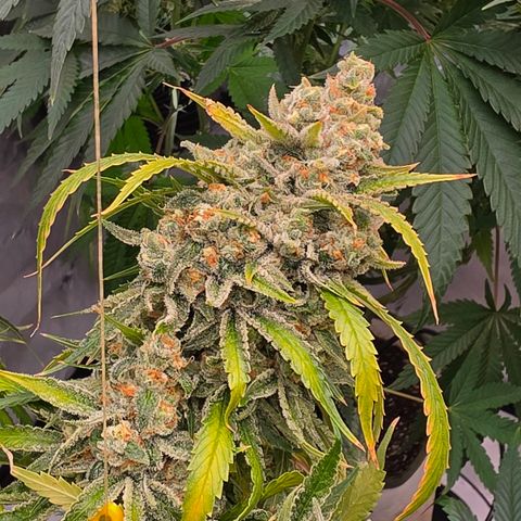 Frost Advisory  growlog timeline photo