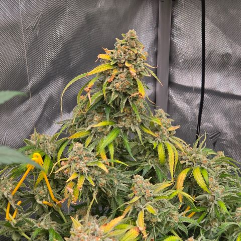 Frost Advisory  growlog timeline photo