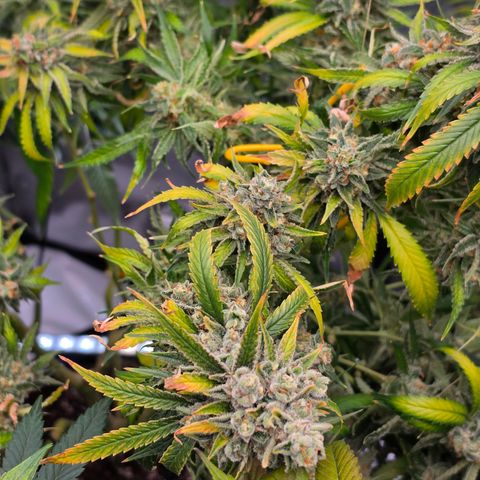 Frost Advisory  growlog timeline photo