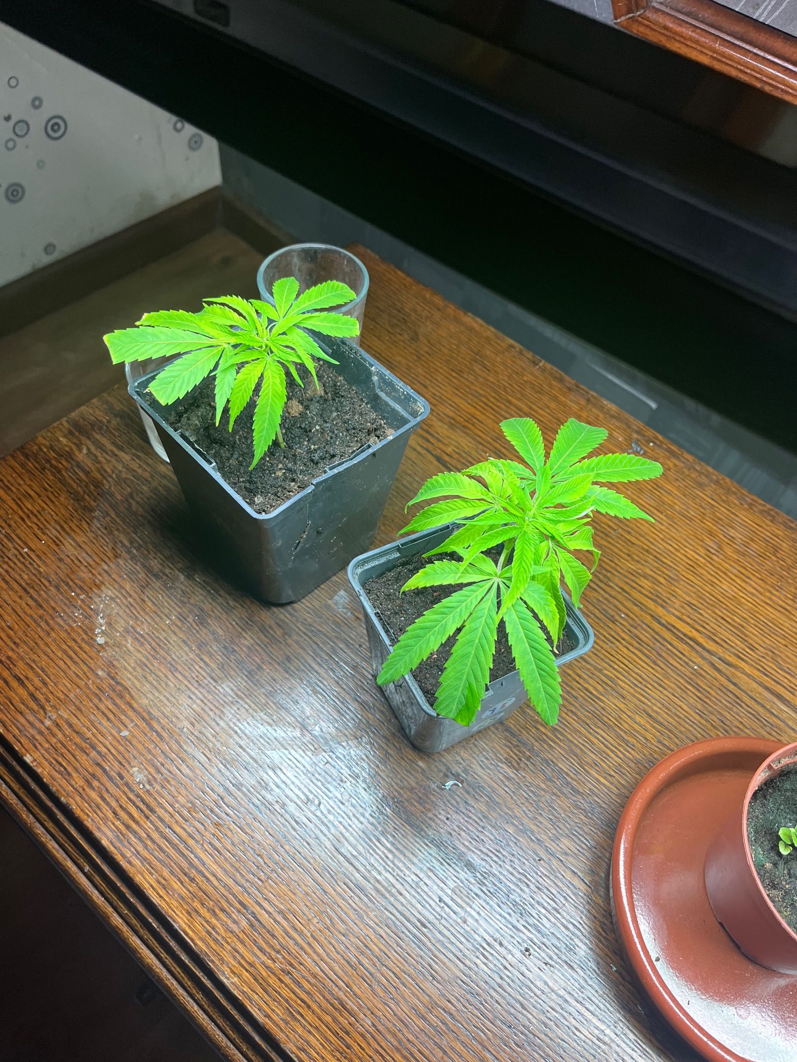Exp Clonex/bouturage growlog header